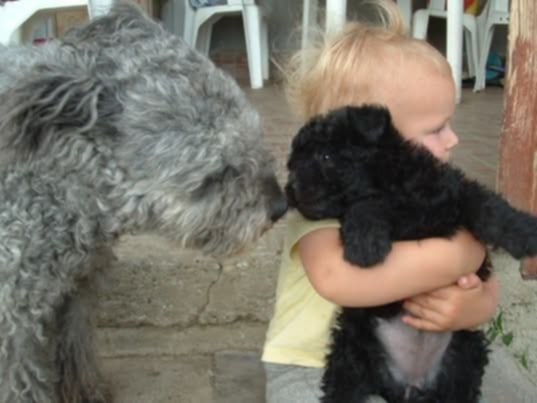 Csúnyatelepi Álmos HGCH lánya és Bence fiam , tul: Puskás Csilla 