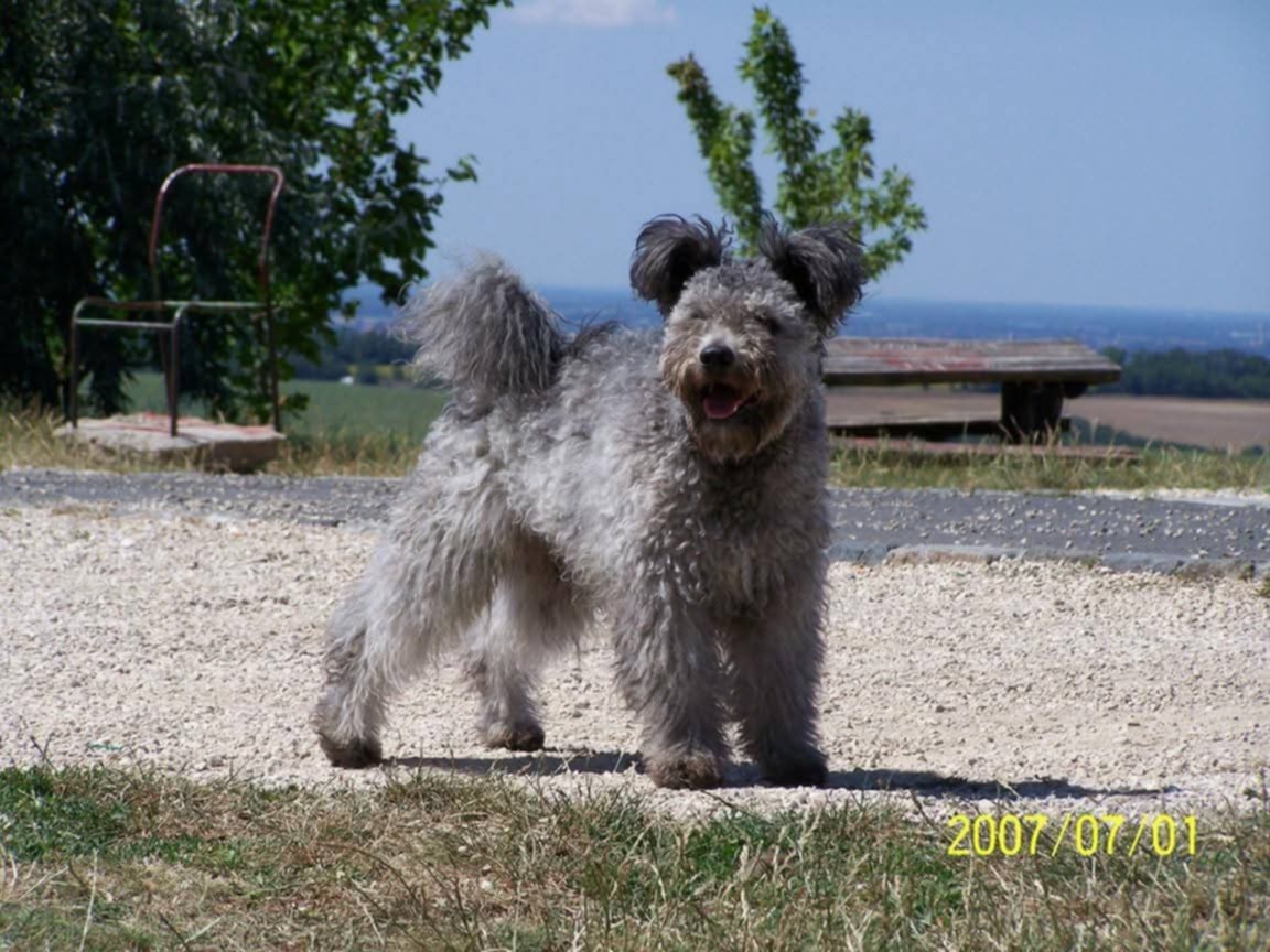 Csúnyatelepi Álmos HJCH, EuJCH, HCH, HGCH 🖤 , tul: Puskás Csilla 
