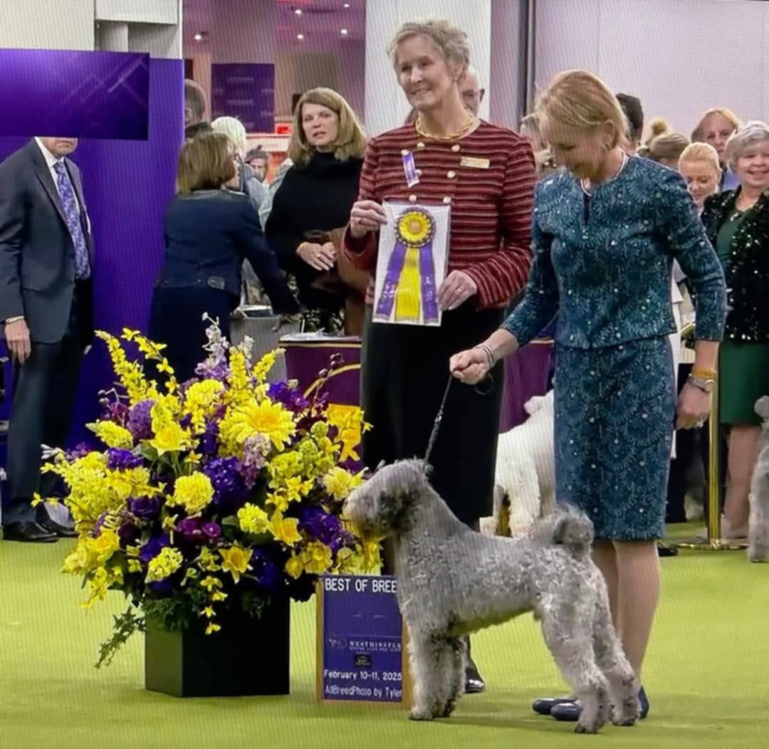 Csúnyatelepi Hetyke, USA Grand Champion, Westminster Winner BOB, tul: Puskás Csilla 