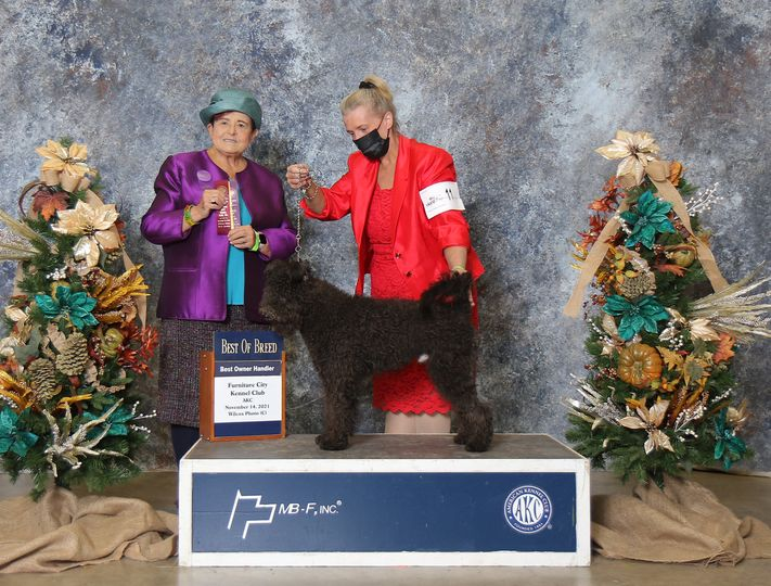 Csúnyatelepi Cudar , USA Champion,  tul: Heather Yount