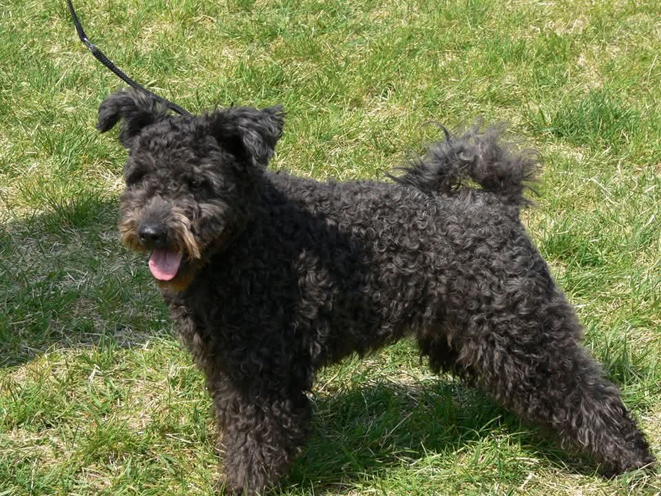Csúnyatelepi Jácint  🖤, HJCH, HCH, Inter Champion (C.I.B) ,tul: Bajcsi János