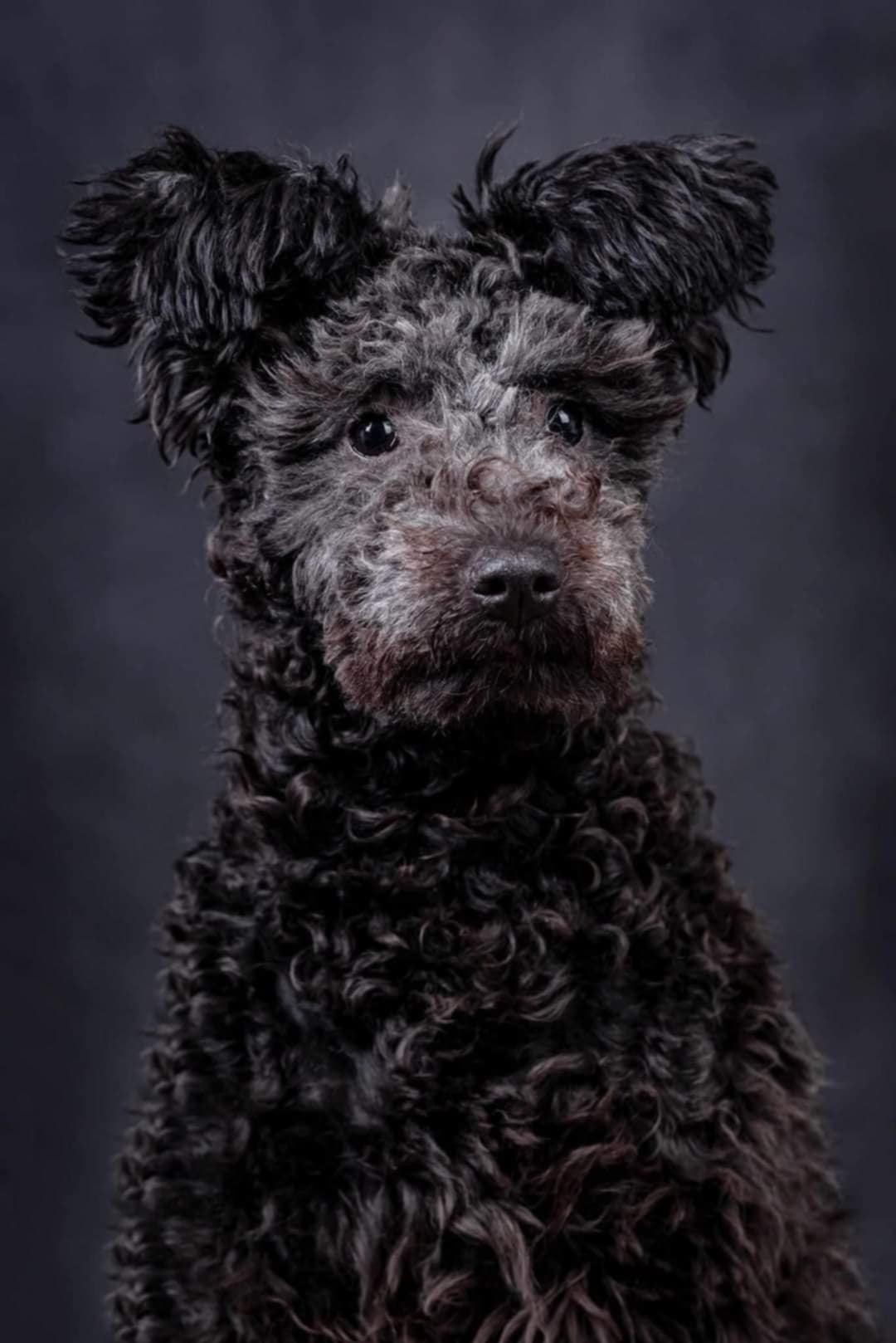Csúnyatelepi Illem, Polish Puppy Champion,Lengyel Champion,tul: Alicja Borsuk 