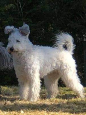 Csúnyatelepi Amulett "Letti" , Best of Breed, Norvégia, tul: Irén Zahl Johansen 
