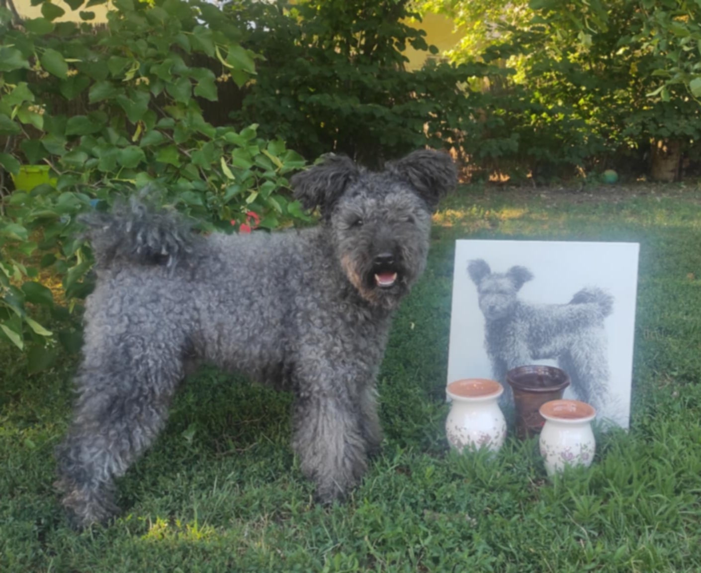 Csúnyatelepi Bocskor "Jampi" , MPK Best in Show, tul: Lippai Andrea 